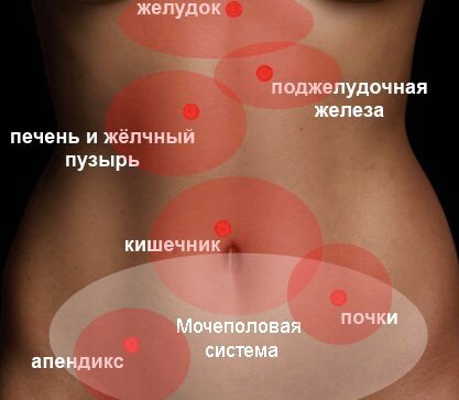 Примерная проекция внутренних органов на переднюю брюшную стенку
