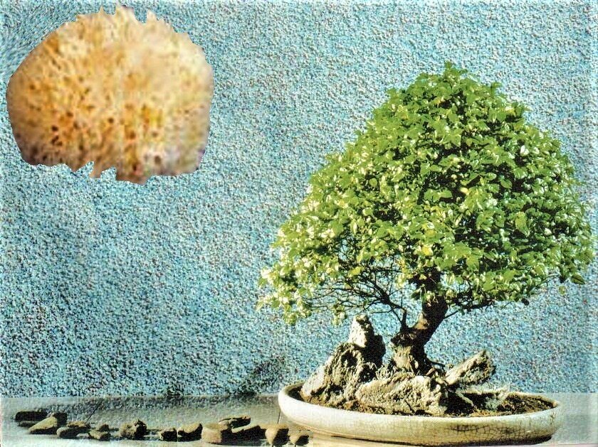 Класс губки Honeycomb – высокое качество для художников-декораторов. Королевские губки – так их называют по достоинству.