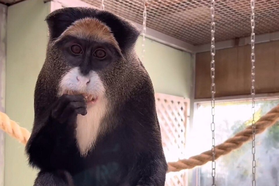     В ростовском зоопарке поселились бородатые мартышки Бразза. Фото: ростовский зоопарк.