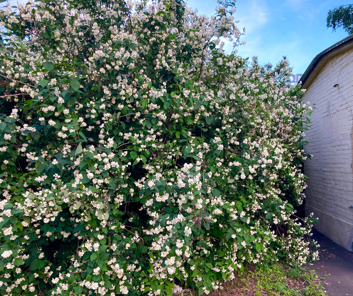 Даже нашла для вас летнее фото! Рядом - какая-то будка для масштаба. Согласитесь, вречатляет? (фото мое)