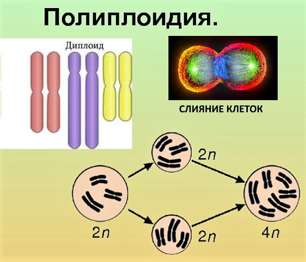Получение полиплоидных гибридов. Тетраплоид. Появление тетраплоида. 2. Гибридизация соматических клеток.