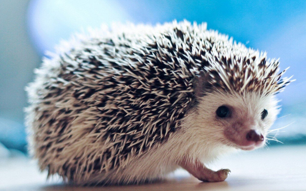 rabbit hedgehog