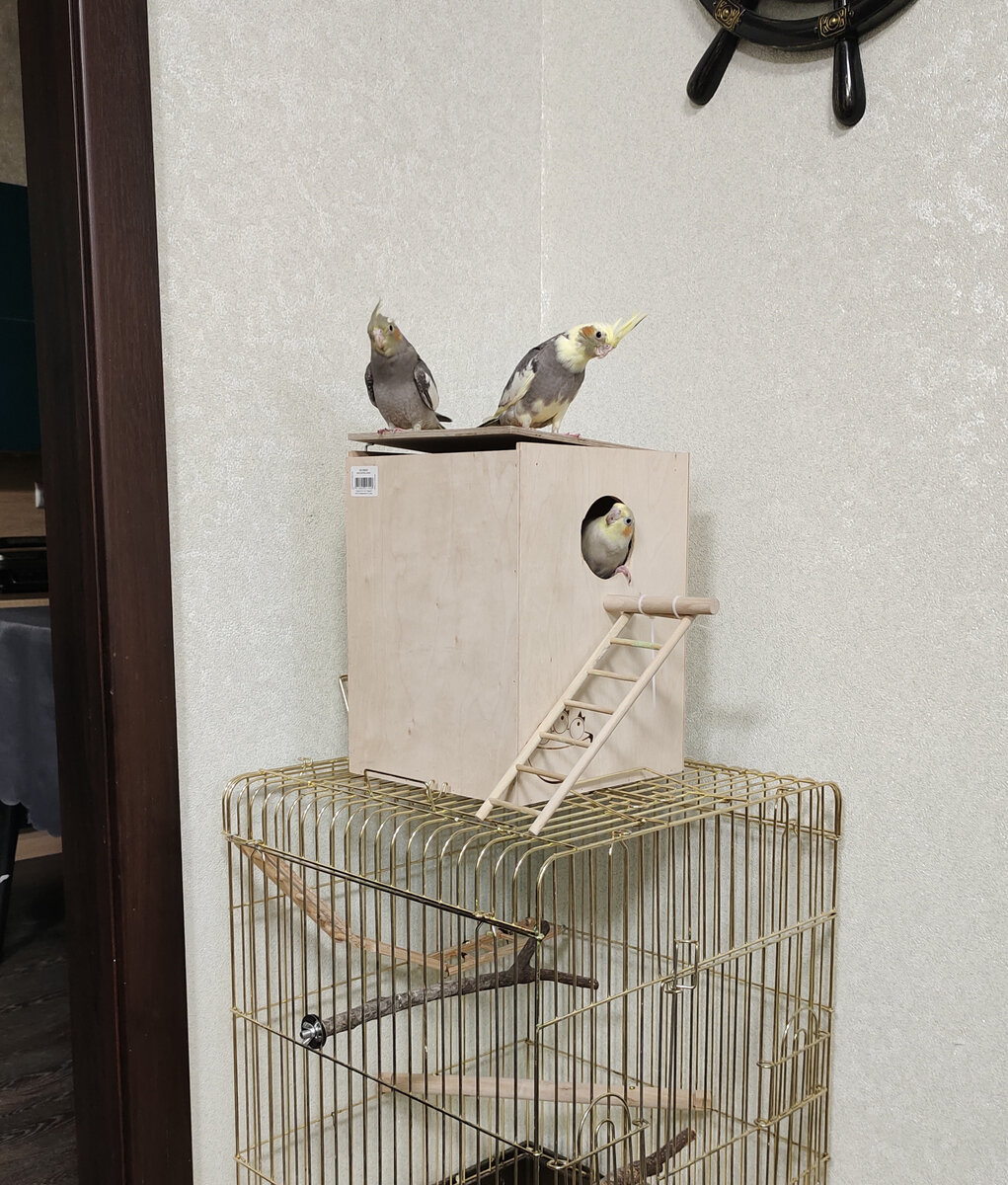 Пепси: "А ну, кыш... ааа, ребенок, это ты, ну ладно, сиди".