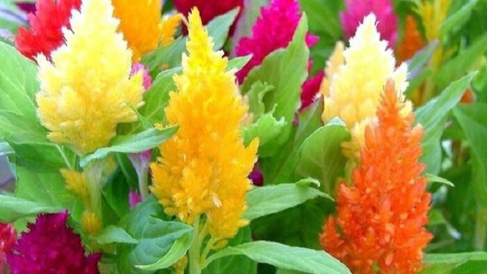 Целозия Plumosa