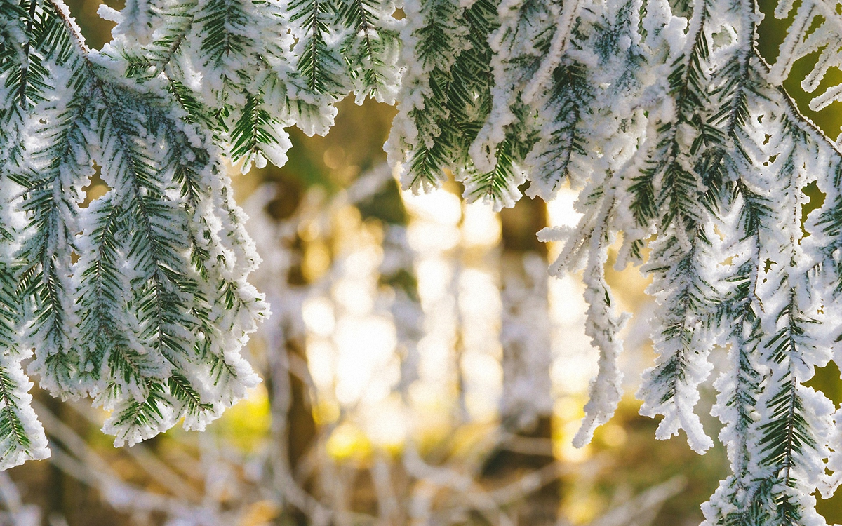 Зимняя ветка ели