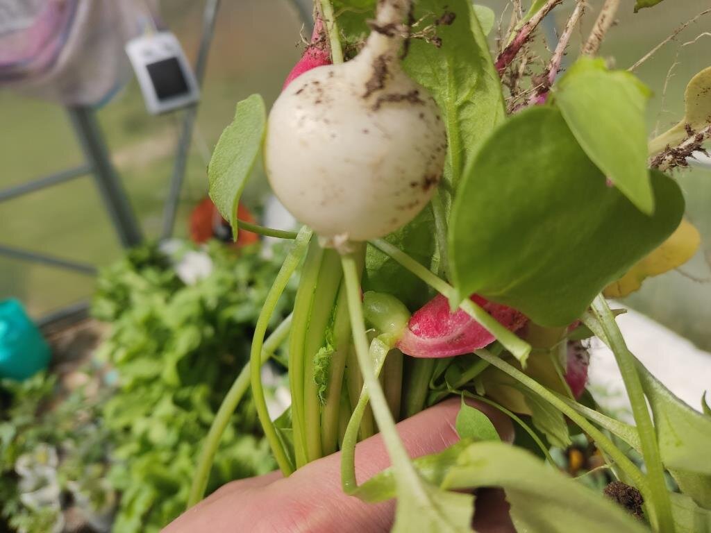 Почему желтеет редиска. Гелиос редис. Гелиос желтый редис. Редька. Дикая редиска желтые цветы.