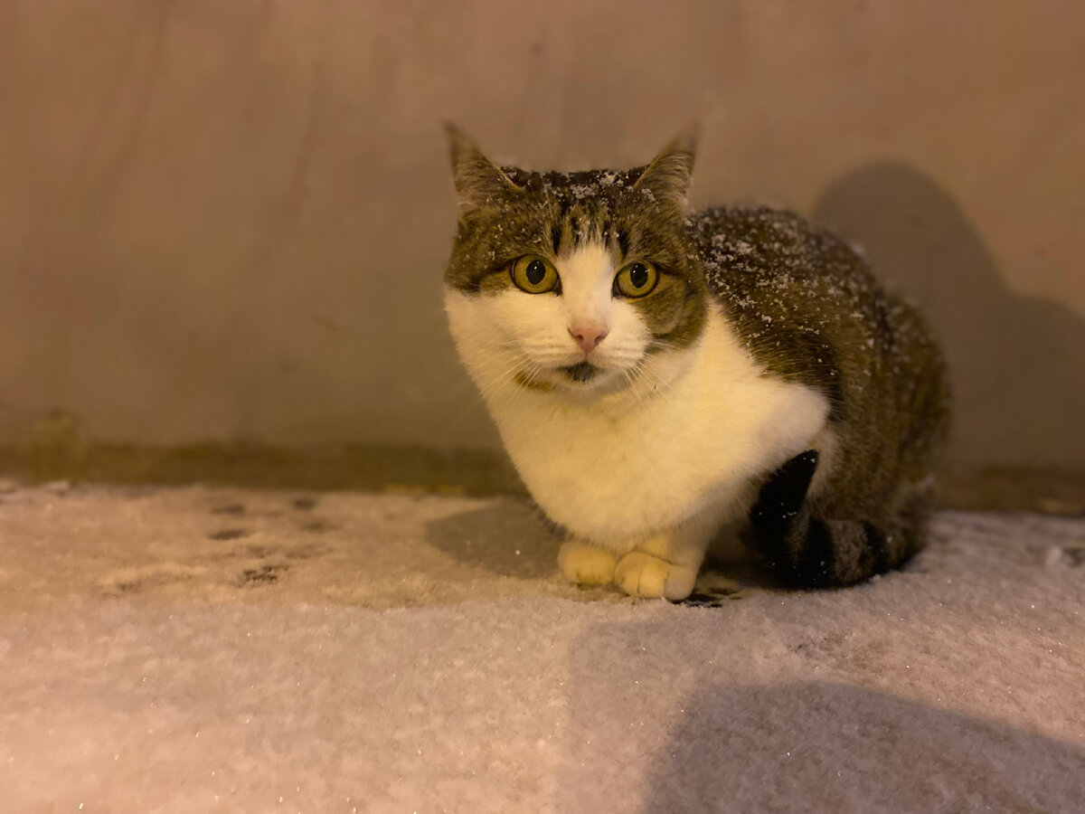 Бездомная кошечка Василиса выброшенная на мороз 