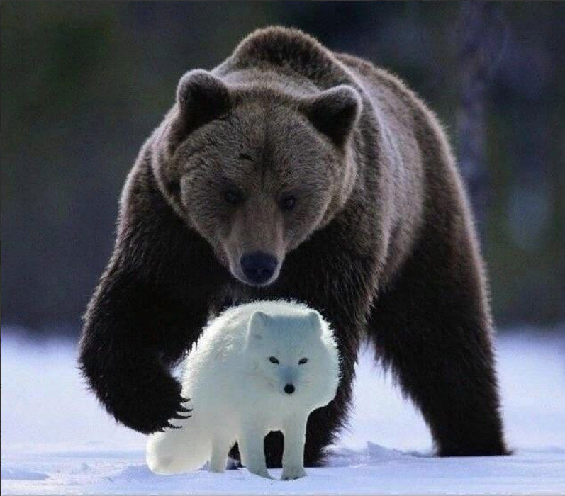 Из интернета. - Иди, Малыш! Ты знаешь, что делать...