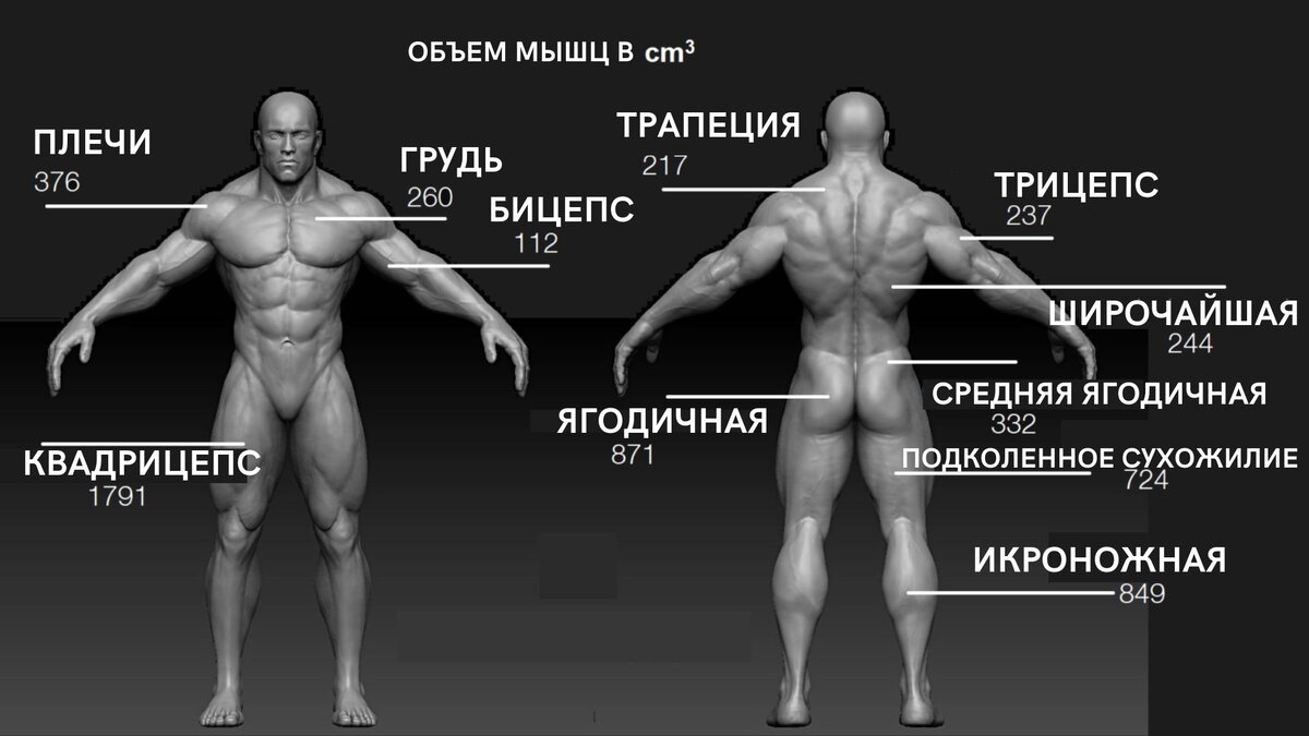 Главные мышечные группы для быстрого набора мышечной массы: С чего начинать  тренировку | PRO TRAINING | Дзен