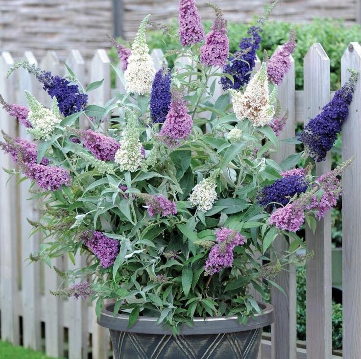 Pugster Amethyst Butterfly Bush Buddleia