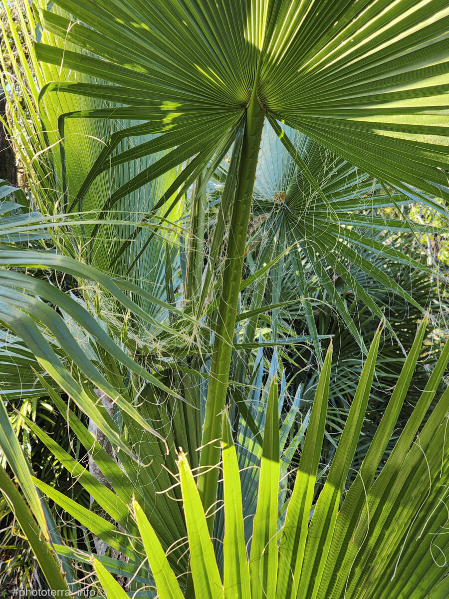 Ботанический сад. Зеленый сlose-up;), ботанический сад, Сухум. Фото: Корчагина Татьяна