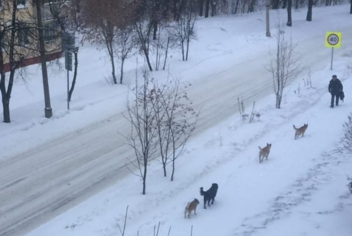    В Новосибирске пожаловались на агрессивных бродячих собак в Академгородке