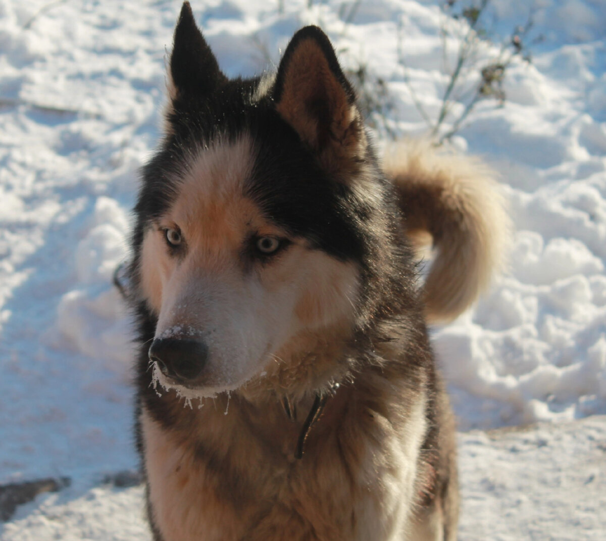 Красавец Балто.