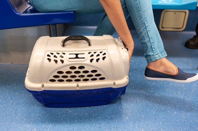    Можно ли перевозить животных в салоне самолета?