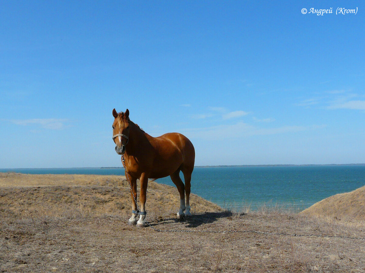 Лошадка на лугу