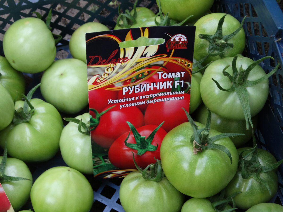 Вот такие плоды - гибрид Рубинчик