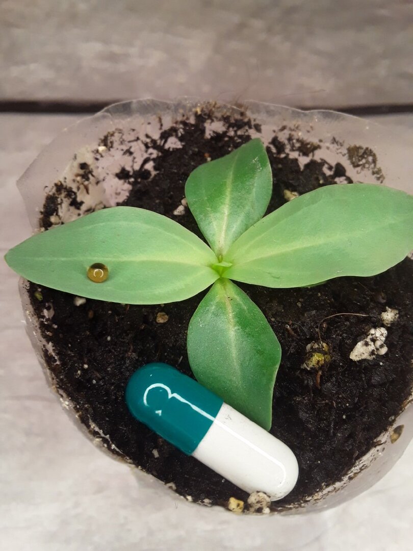 Эустома - два месяца от посева