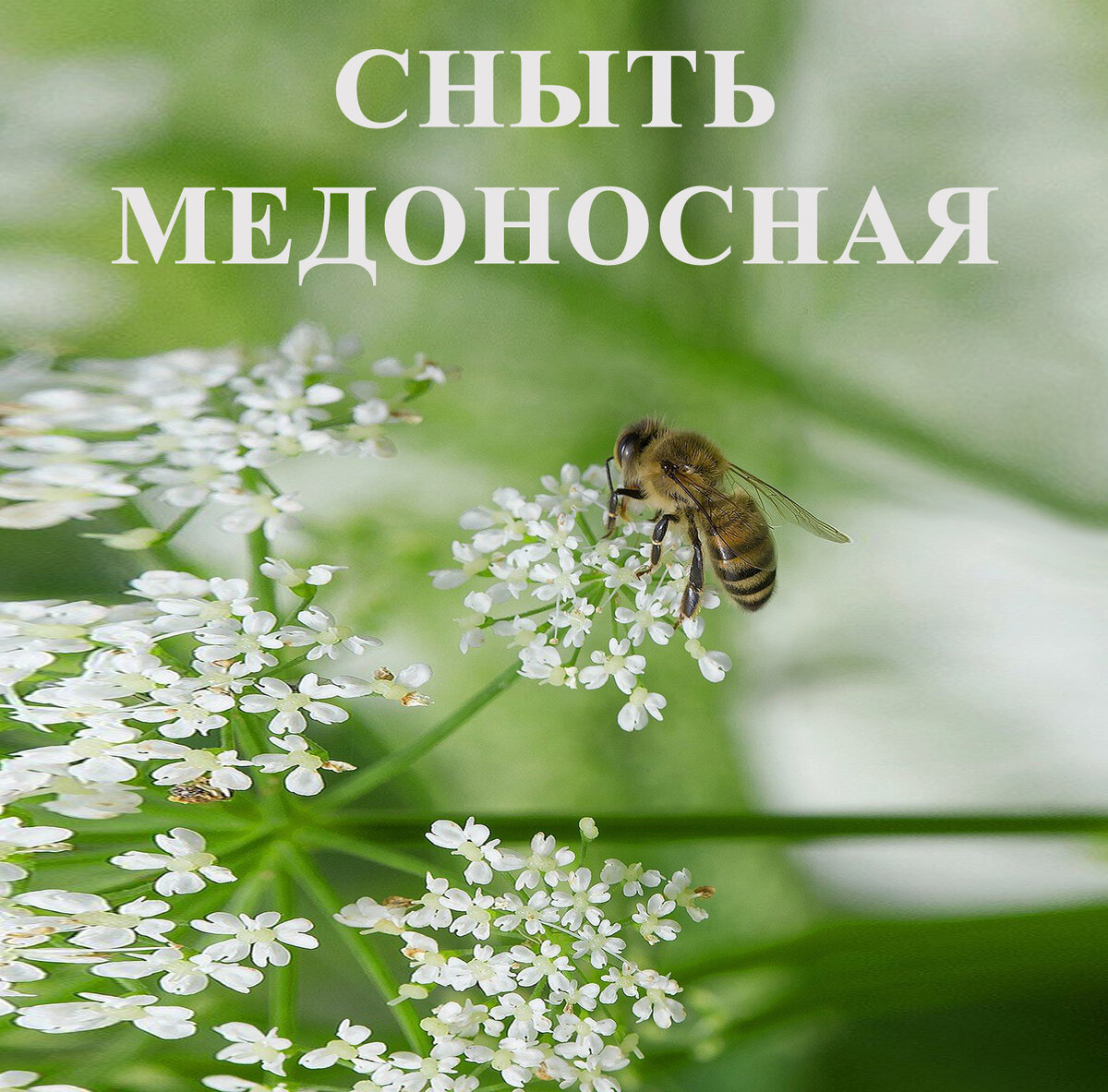 Сныть. Лакомство для трудолюбивых пчёл. 