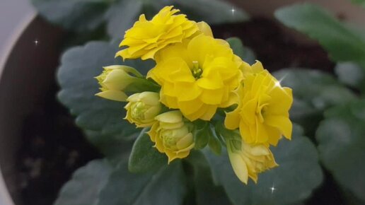 Наталья Козлова | Расцвела каланхоэ🌺 Тюльпаны прекрасны⚘️⚘️⚘️Всё живое ...