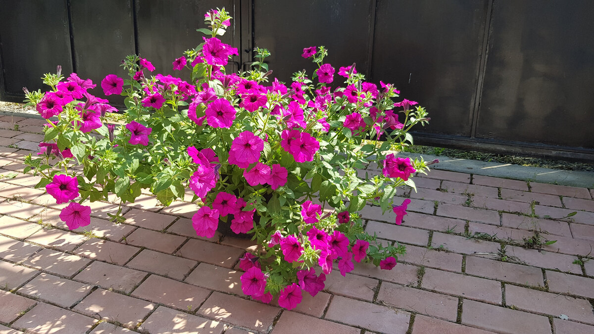 петуния серия «Вивальди» Тайна F1, крупноцветковая ампельная