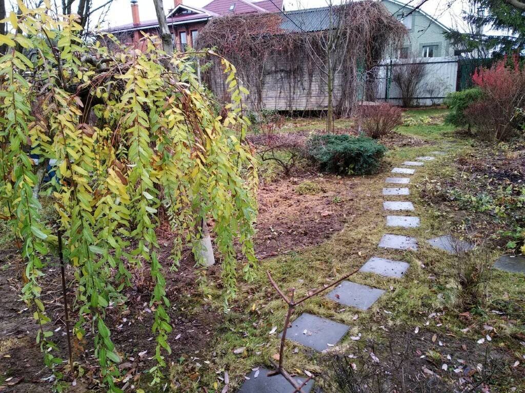 Вид после осенней уборки. Ива декоративна дольше всех листопадных растений