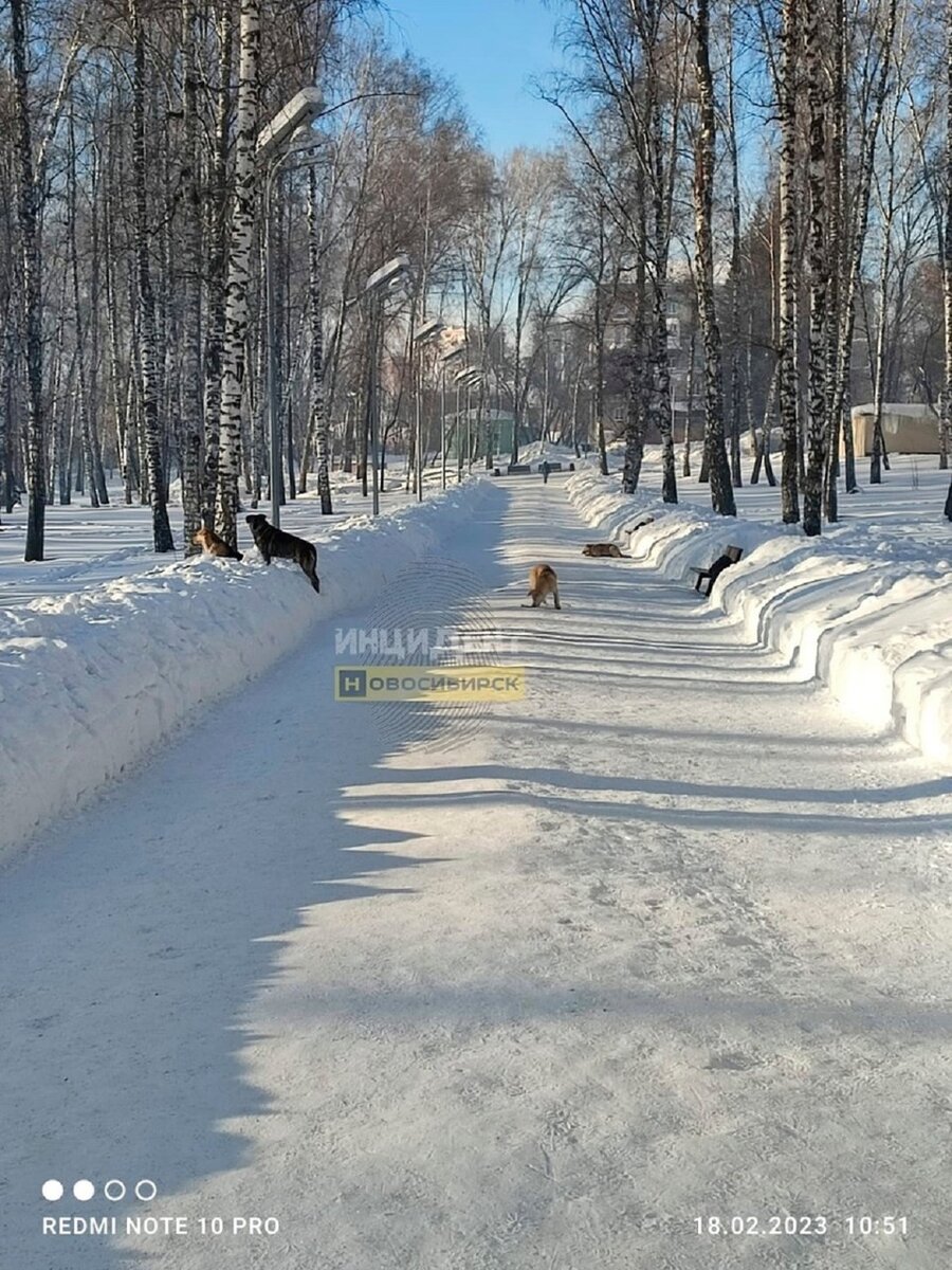     Новосибирцы пожаловались на бродячих псов, заполонивших парк Дзержинского. Юлия ПЫХАЛОВА