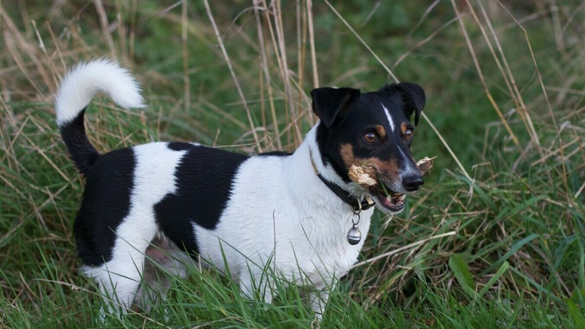     Семья отсудила у волгоградца 61 тысячу рублей за избиение собаки. Животное после пинков обидчика получило разрыв печени, гематомы и кровотечение, сообщает объединенная пресс-служба судов региона.