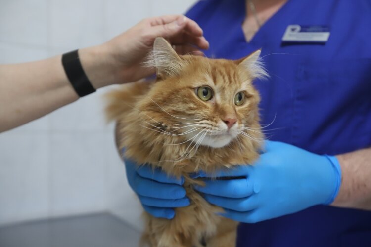 В ЗАО уже не первый год проводится бесплатная вакцинация домашних животных от бешенства. Прививают кошек, собак, хорьков и других питомцев.