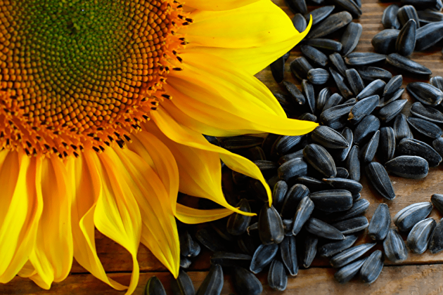 Цены на подсолнечник в марте скорее всего начнут падать
