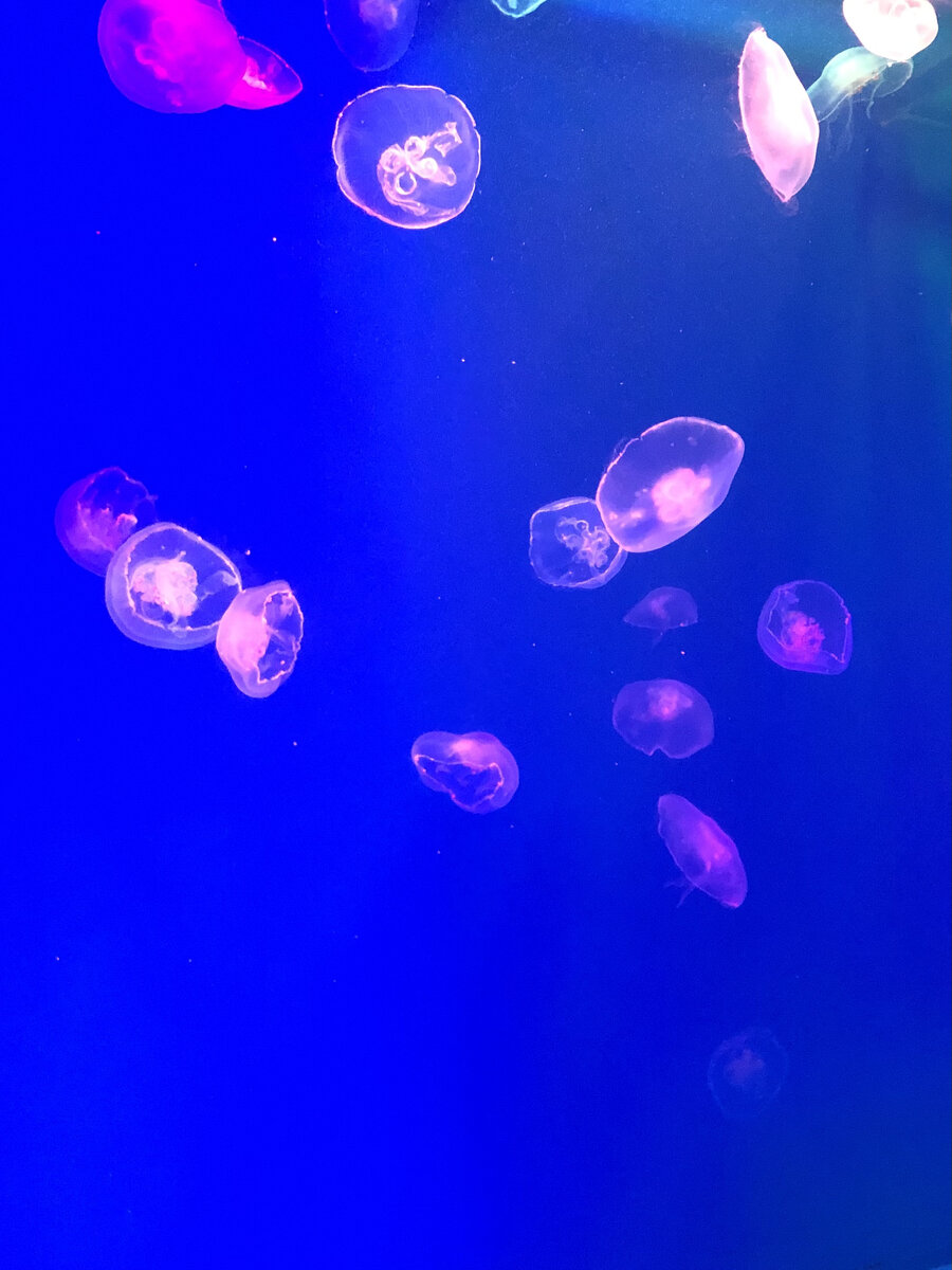 Медузы в океанариуме 