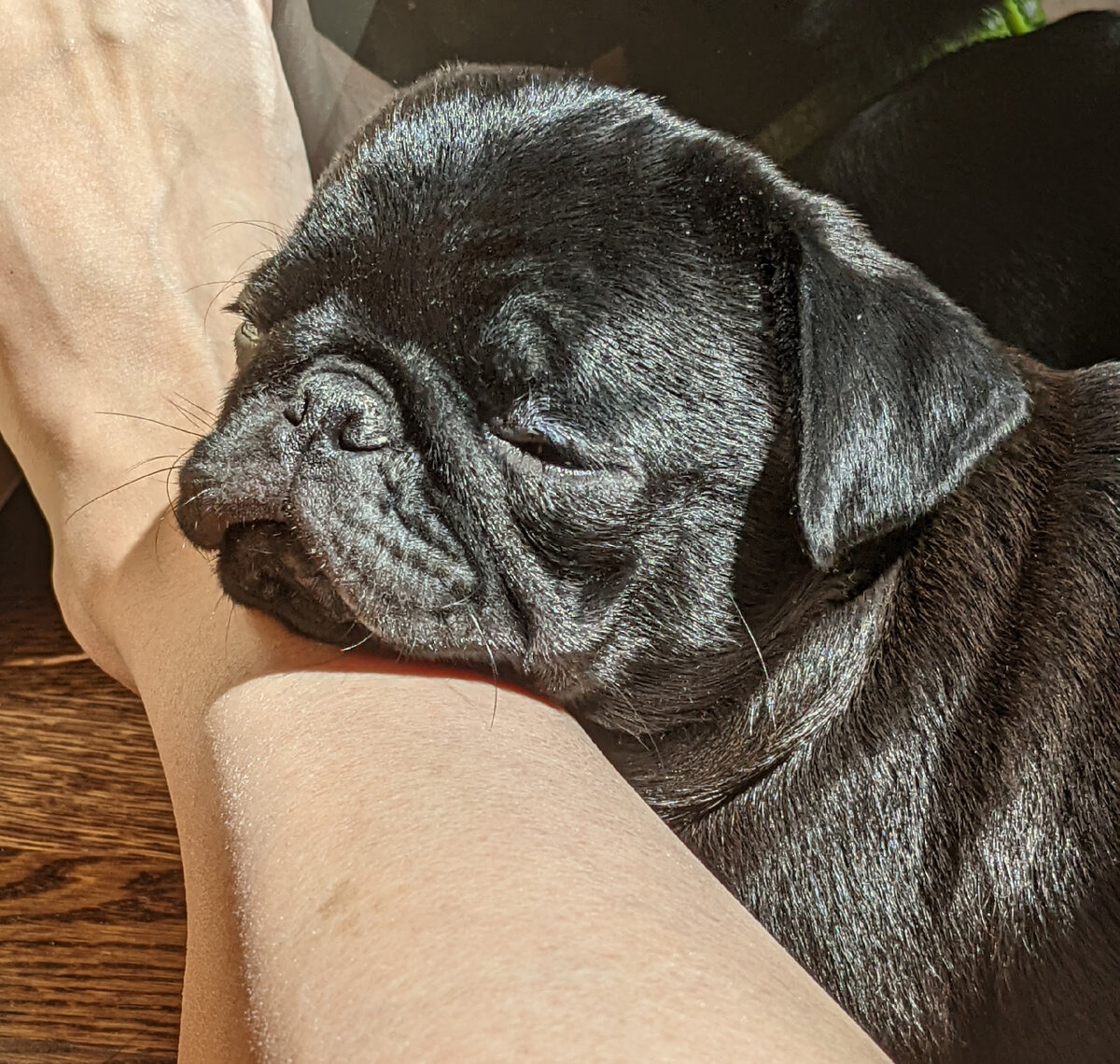 Нога хозяина - лучшая подушка 