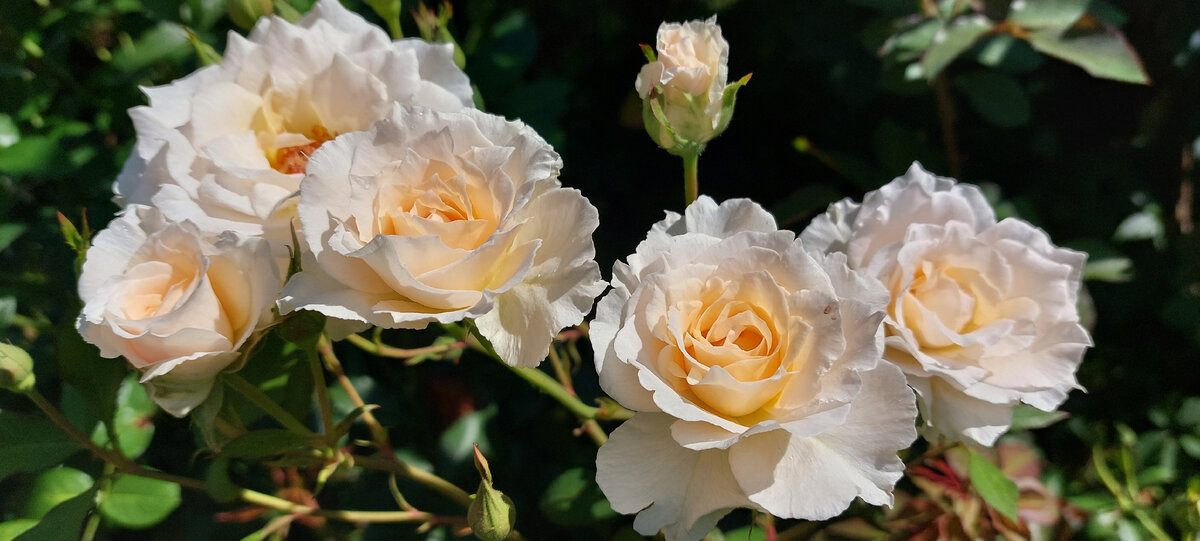 Пустиния. Флорибунда.