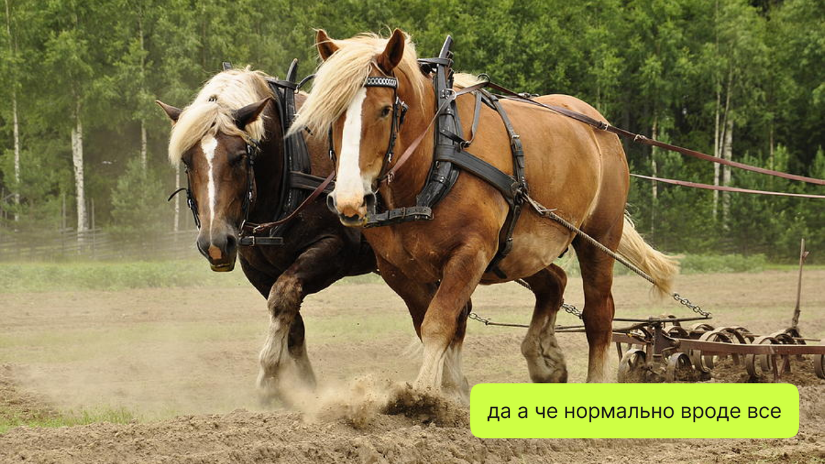 правильная работа на корде лошади. работа коне. тренировка лошадей на корде. голландская ломовая лошадь. работа коне.