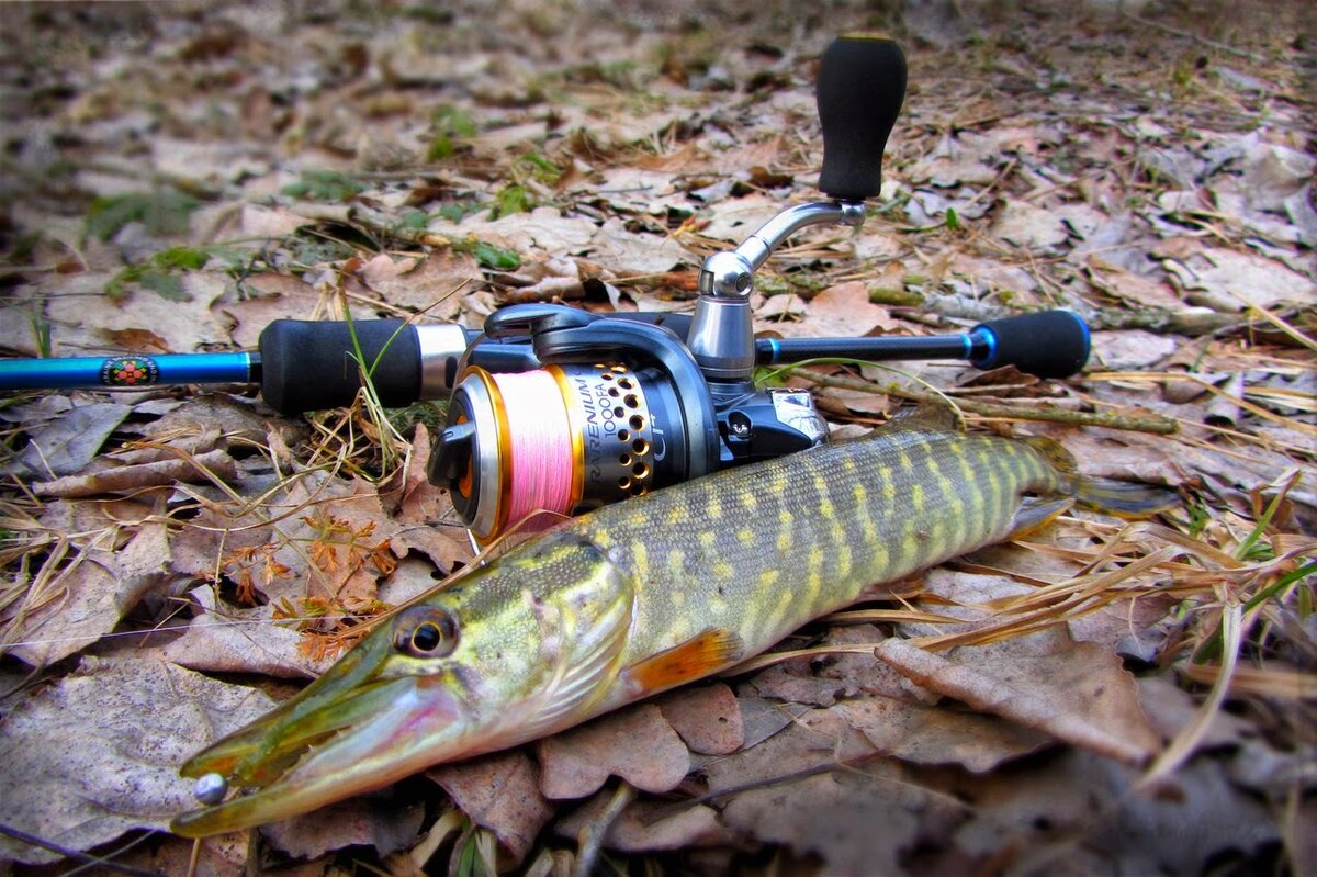 Фото с сайта: https://blogdlarybaka.ru