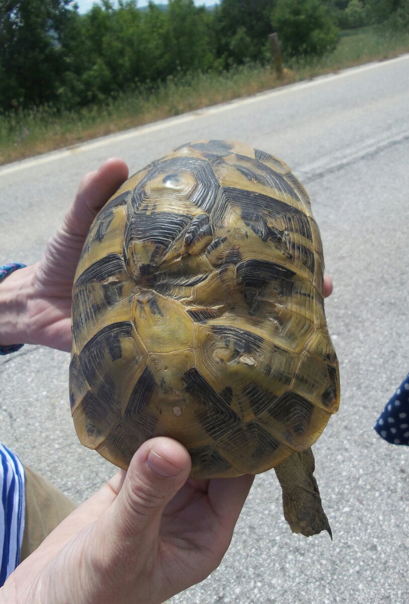 На фото живая средиземноморская сухопутная черепаха, претерпевшая очень сильную травму панциря (Греция)