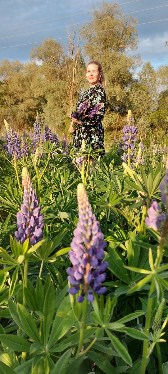 Люпины цветут. Фото из личного архива. 