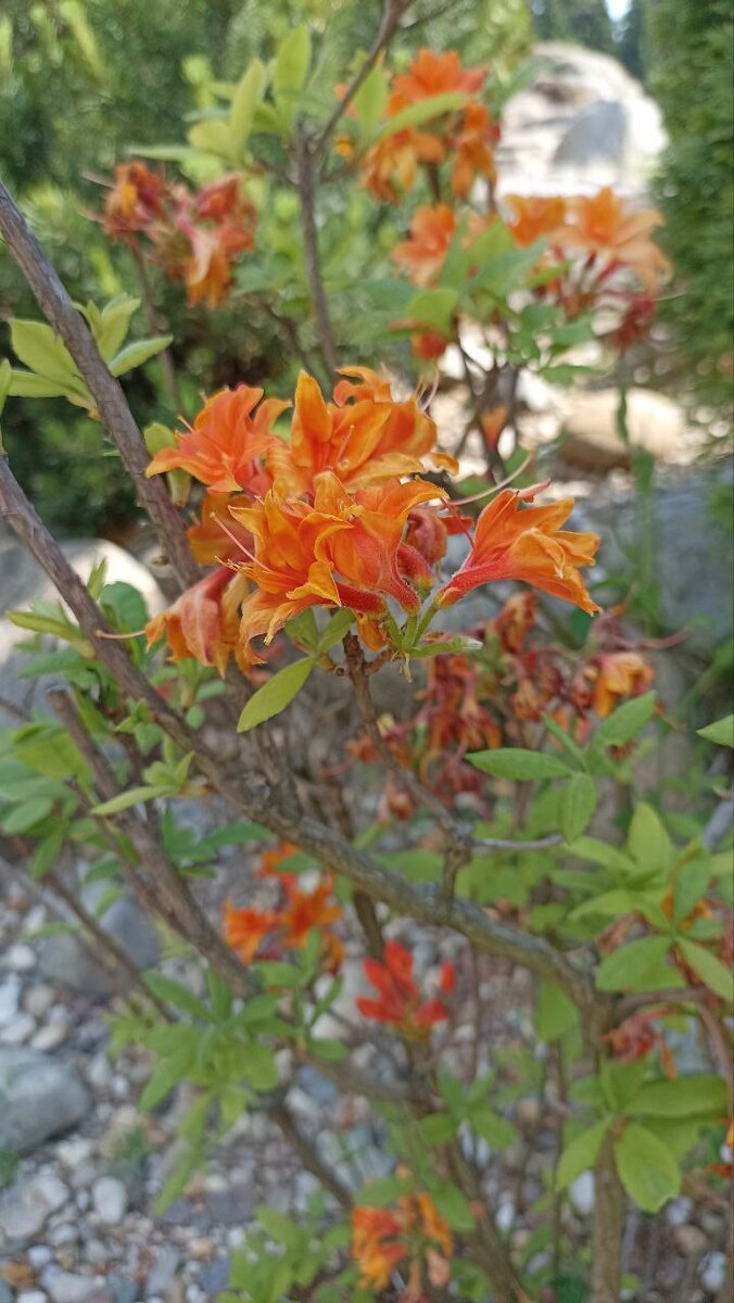 Рододендрон