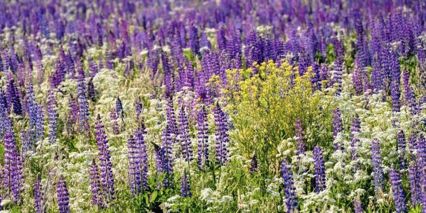    В ленобласти зацвели поля волчьего боба. Фото: Алена Бобрович.