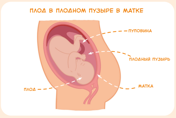Сперматозоид: что это такое, строение сперматозоида, размер, скорость, функции, созревание