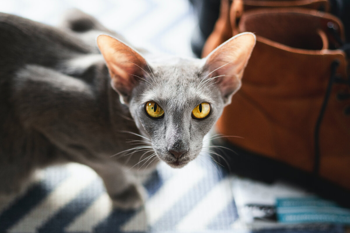По породным признакам ориенталы близки к сиамским кошкам: помимо яркой внешности, они обладают стройностью, умом и общительным нравом.
