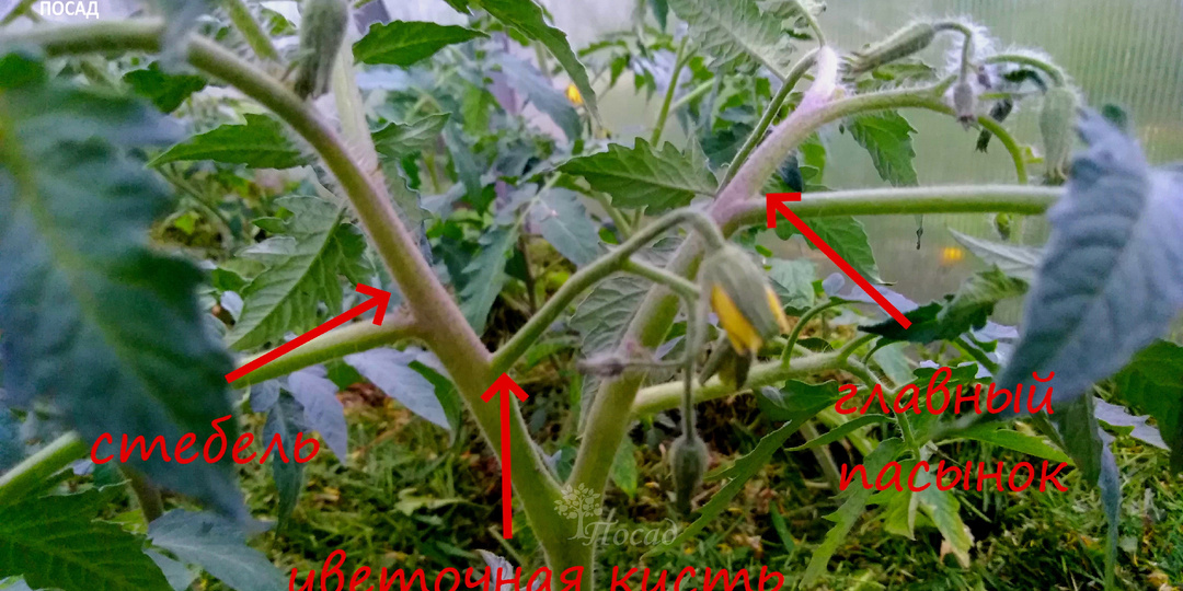 Можно ли удалять у томата переросшие пасынки? Три способа решения вопроса с минимальным вредом для растения