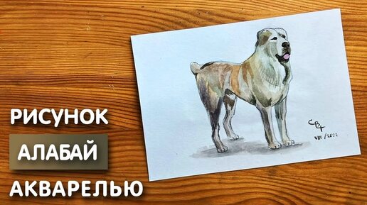 Как нарисовать собаку шаг за шагом