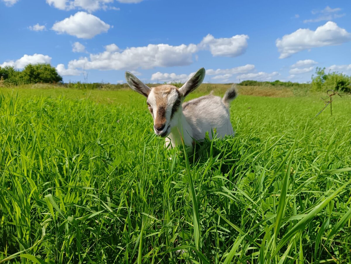 Буся гуляет по пастбищу 🐐🌱☺️