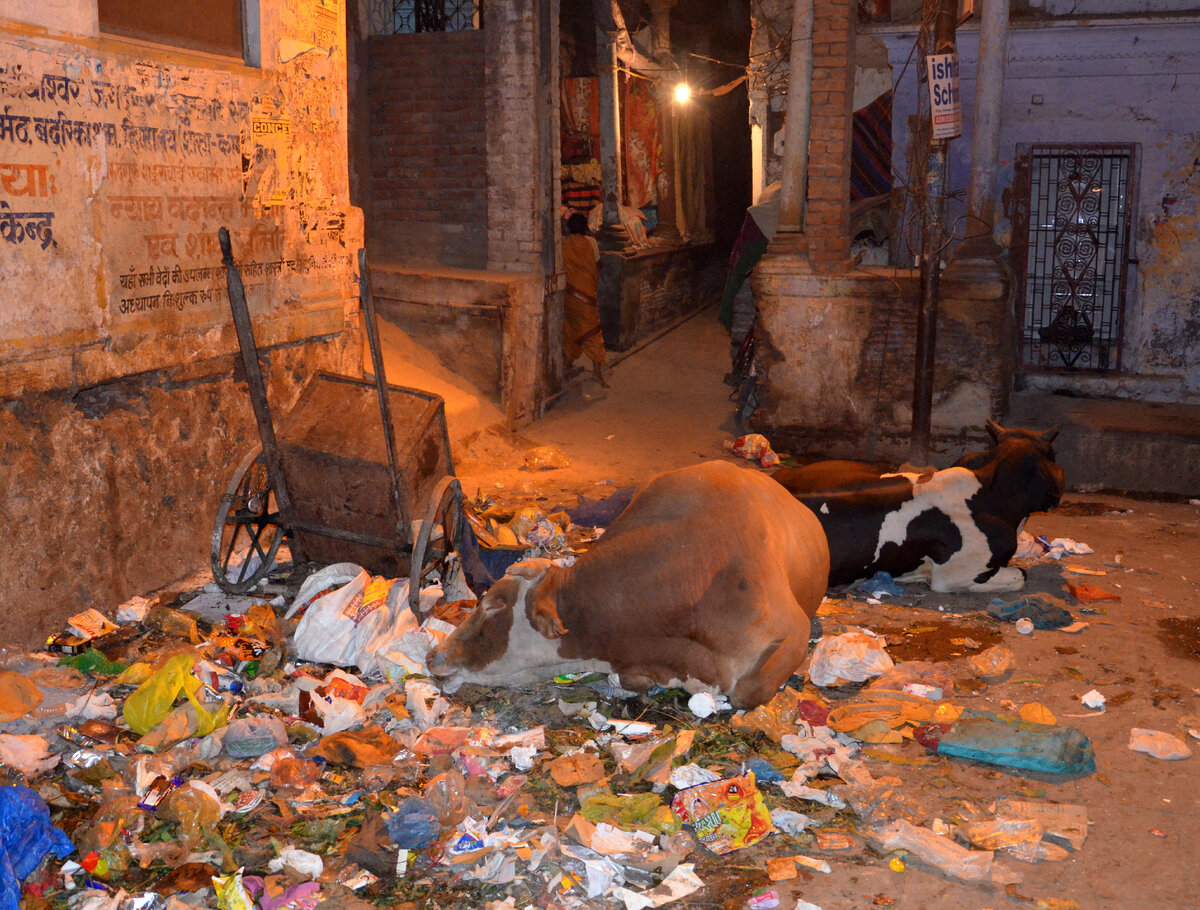 Коровы и кучи мусора в Индии. Фото автора.