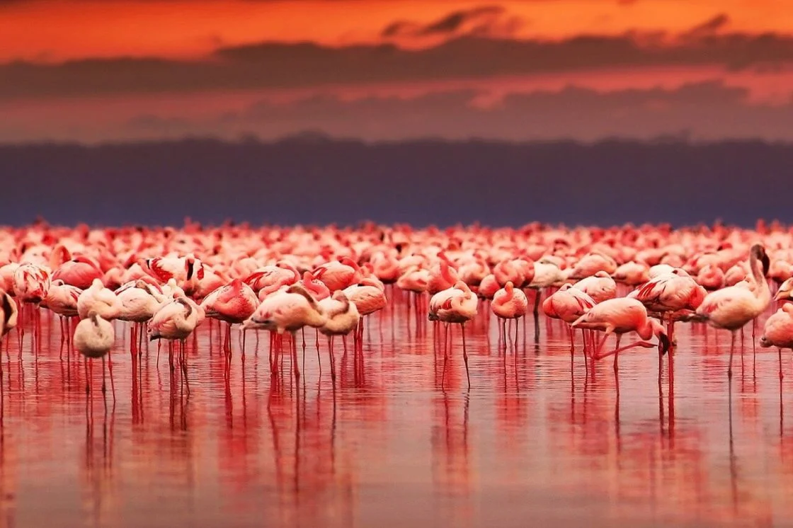 Фломинго. Озеро Натрон Фламинго. Озеро Натрон в Танзании. Фламинго Натрон Танзания. Розовый Фламинго на озеро Натрон.