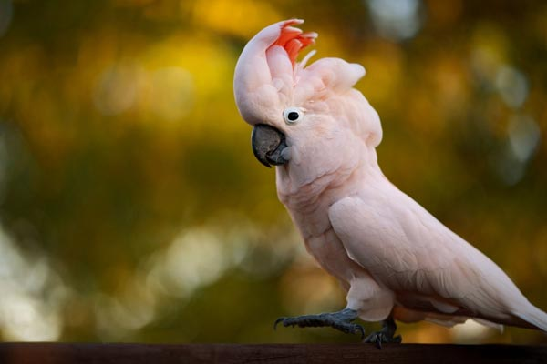 Самые удивительные и популярные попугаи: от Ара до Какаду