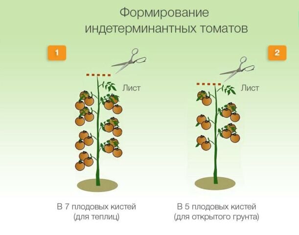Фото с сайта https://sadovnic.su/ovoshchi/kak-prishchipyvat-pomidory.html