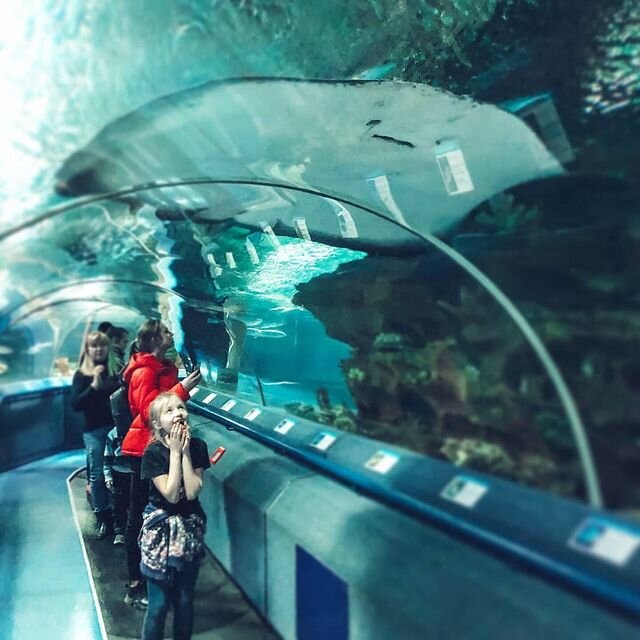Фото:Инстаграм @oceanariumspb