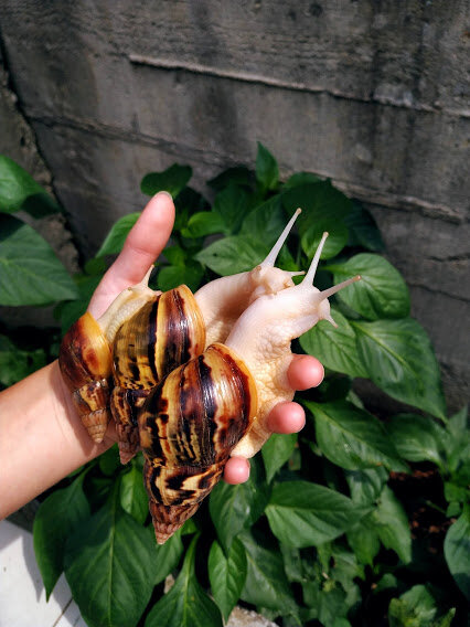 Две взрослые ахатины фулика (слева) и молодая ахатина ретикулята.