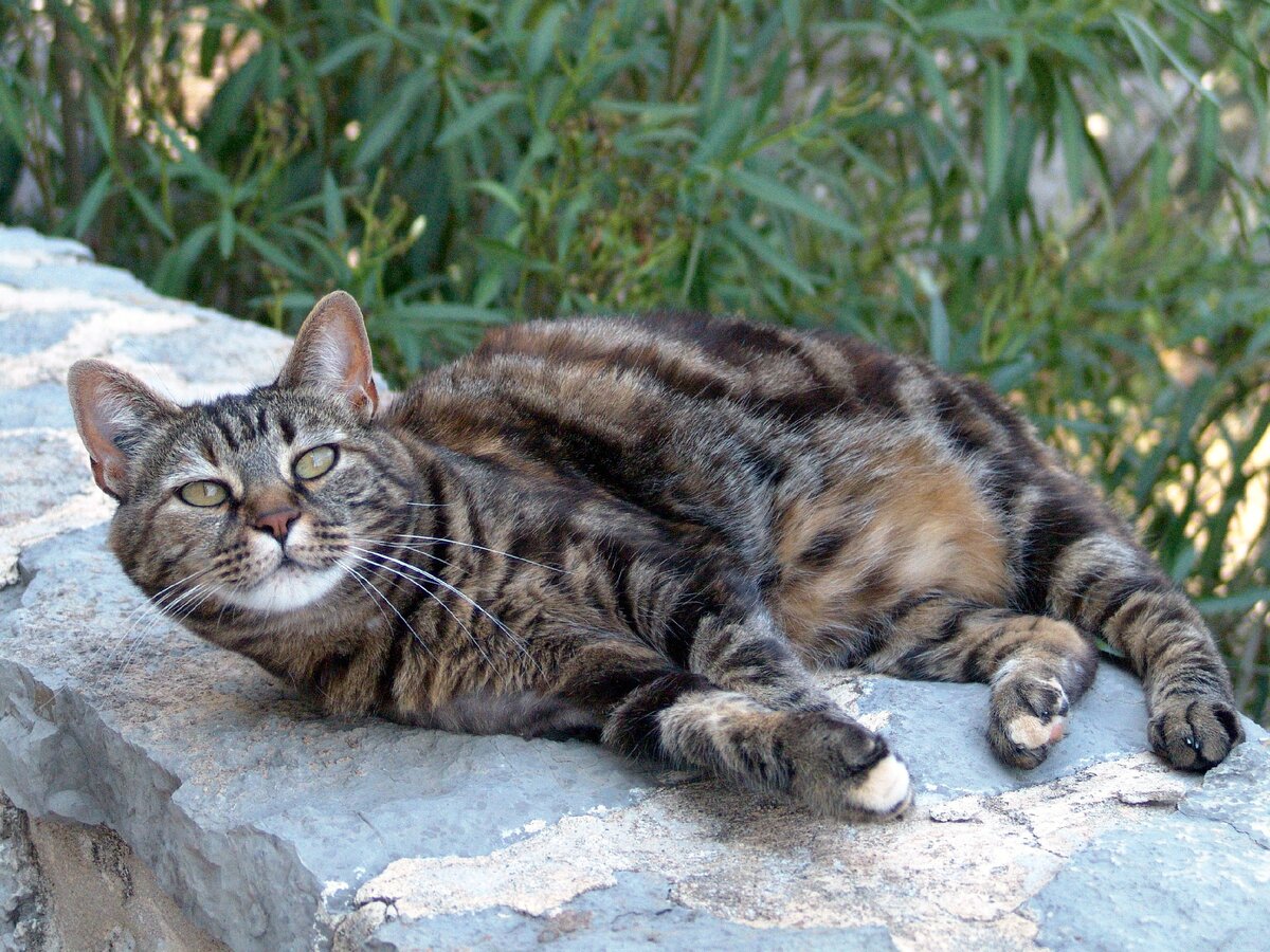 Не Кася, но очень похожа. Яндекс картинки pxhere.com